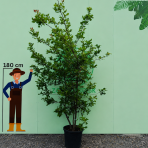 Dub plstnatý (Quercus pubescens) - výška 300-320 cm, kont. C55L - VIACKMENNÝ